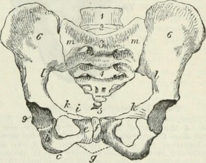Read more about the article Mikä on lantionpohja?